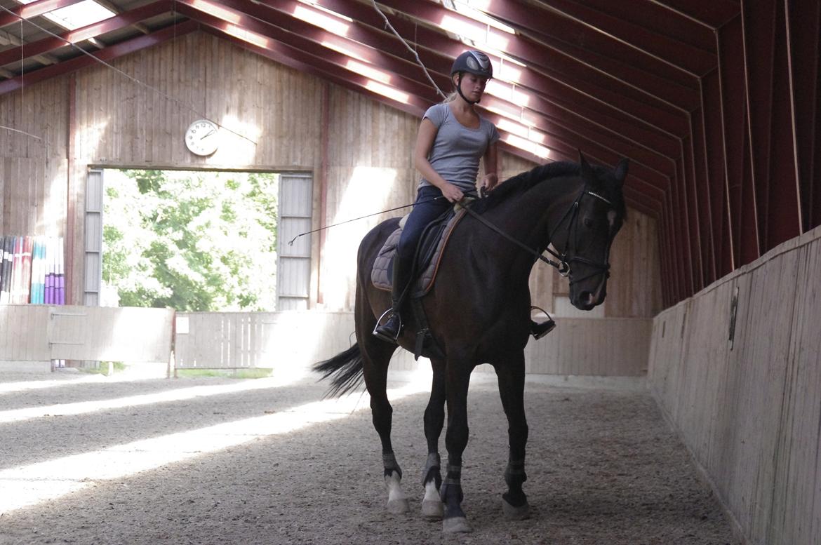 Hannoveraner Come Up 2 billede 14