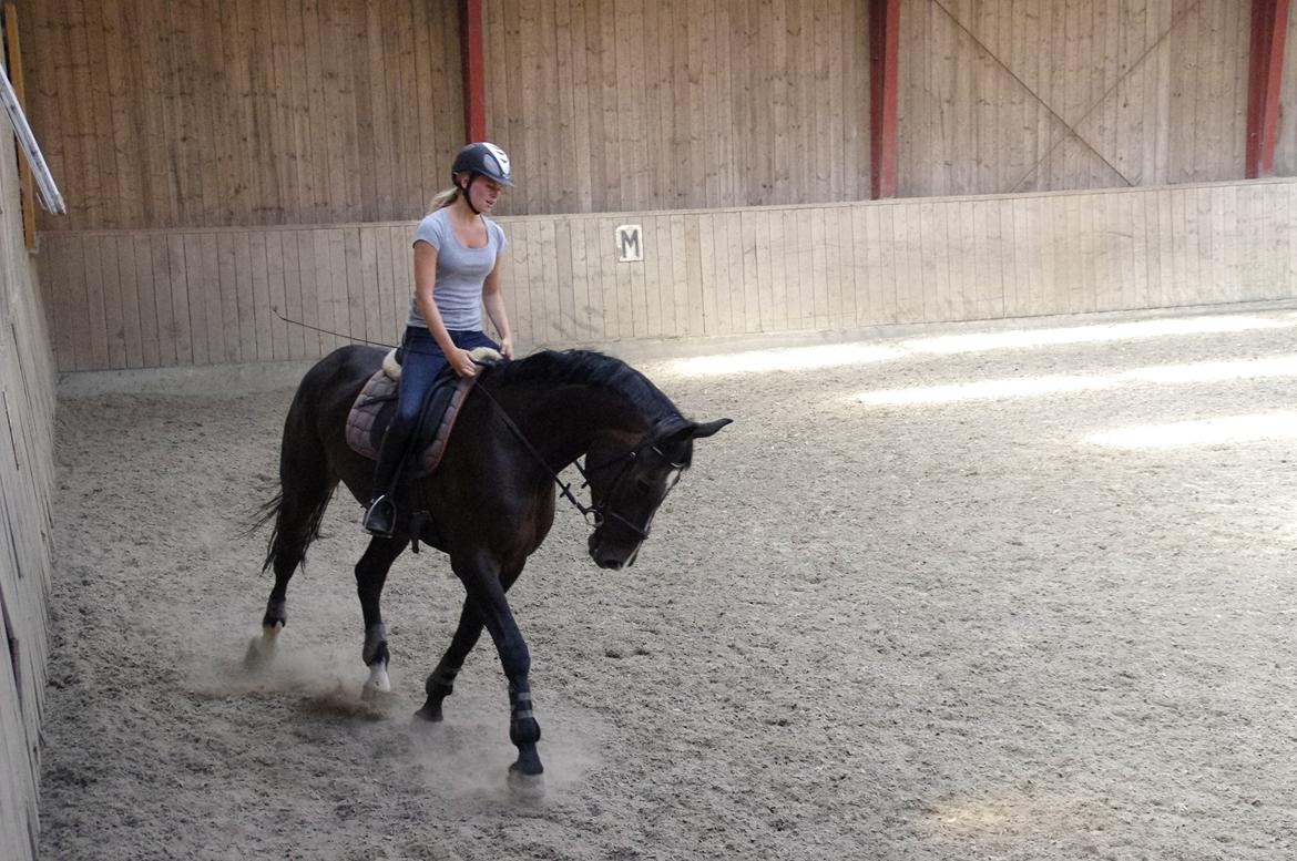 Hannoveraner Come Up 2 billede 15