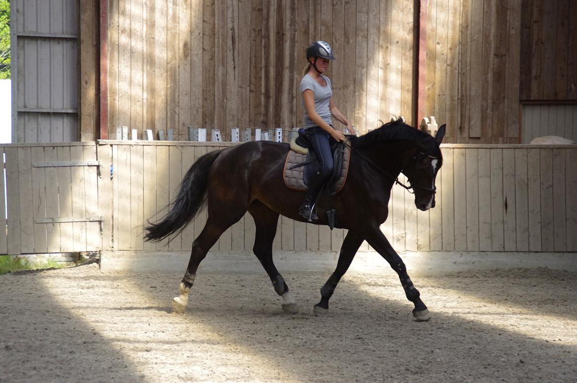 Hannoveraner Come Up 2 billede 17