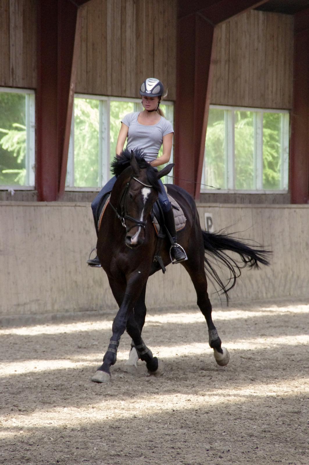 Hannoveraner Come Up 2 billede 16