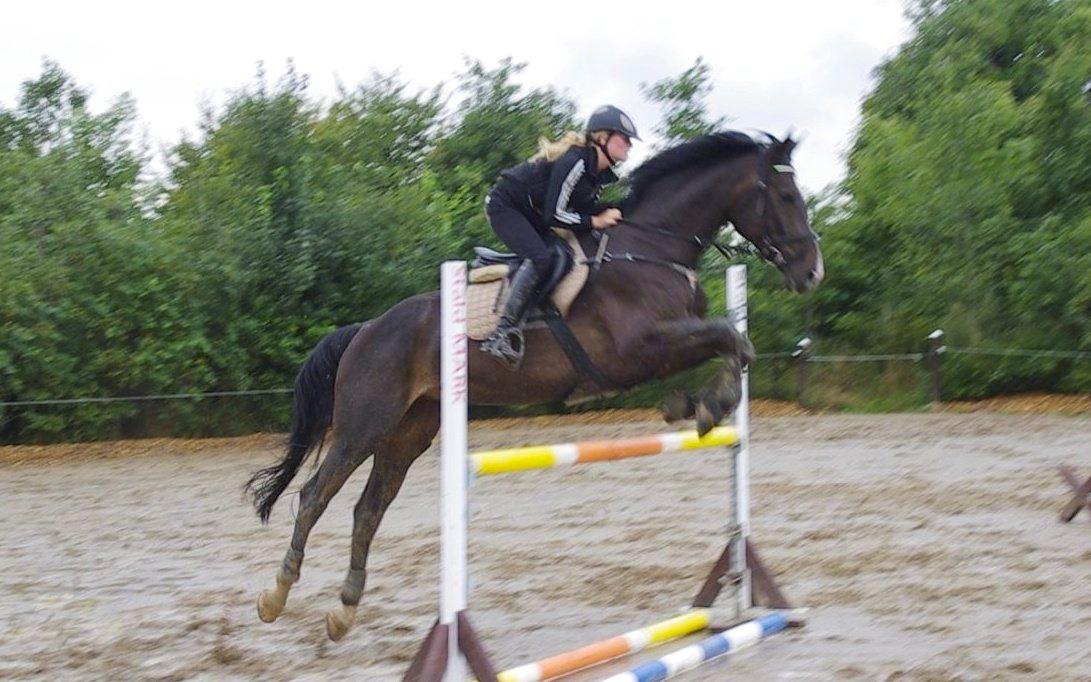 Hannoveraner Come Up 2 - Kursus hos Aabo (taget fra video) billede 20