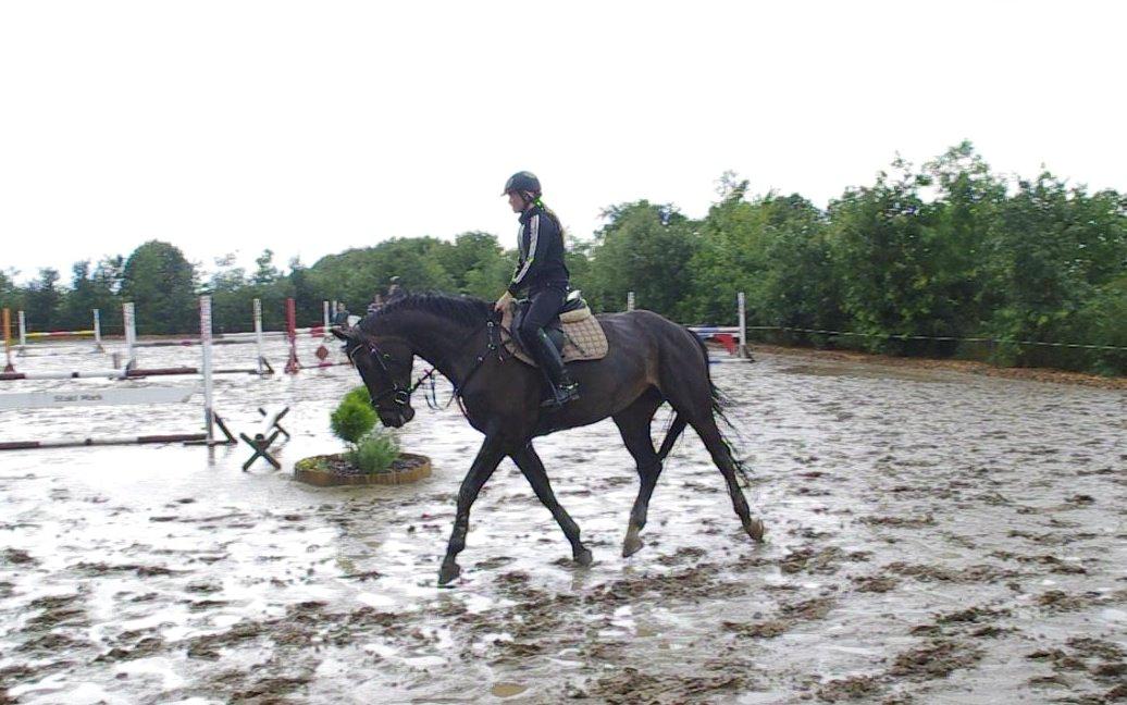 Hannoveraner Come Up 2 - Kursus hos Michael Aabo - i regnvejr! billede 18