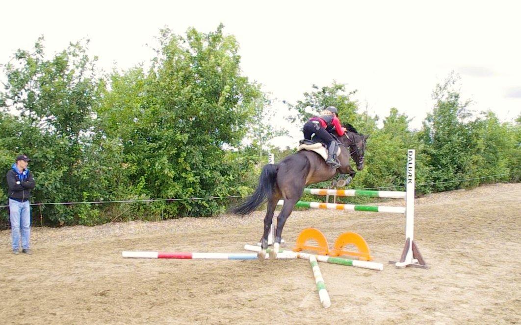 Hannoveraner Come Up 2 - Kursus hos Aabo (taget fra video) billede 22