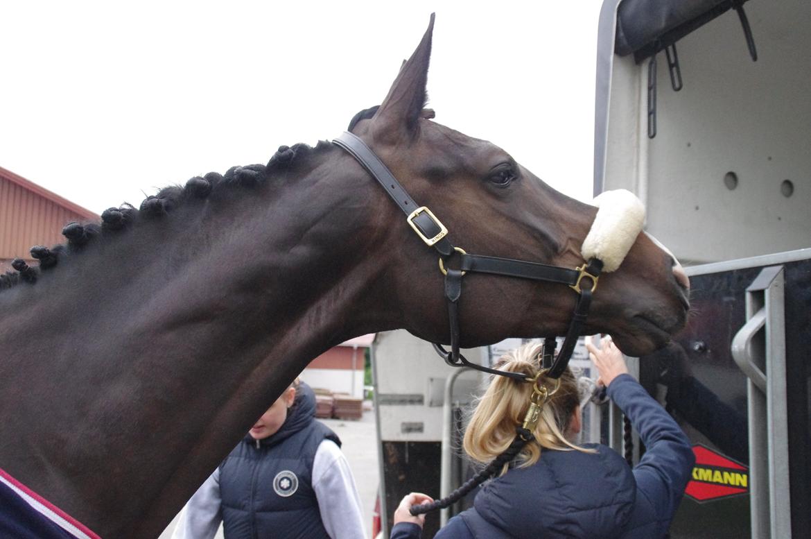 Hannoveraner Come Up 2 - Til stævne på Skaarupgaard - smuksak! billede 10