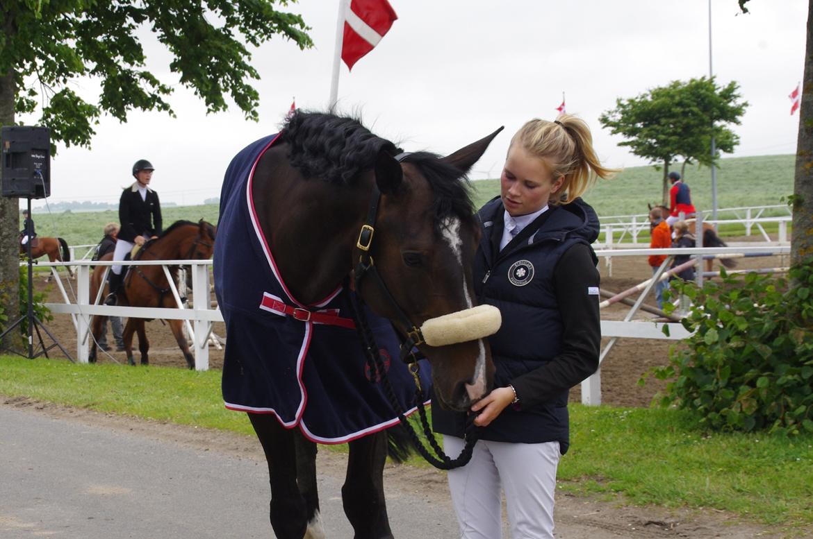 Hannoveraner Come Up 2 - Skaarupgaard billede 12