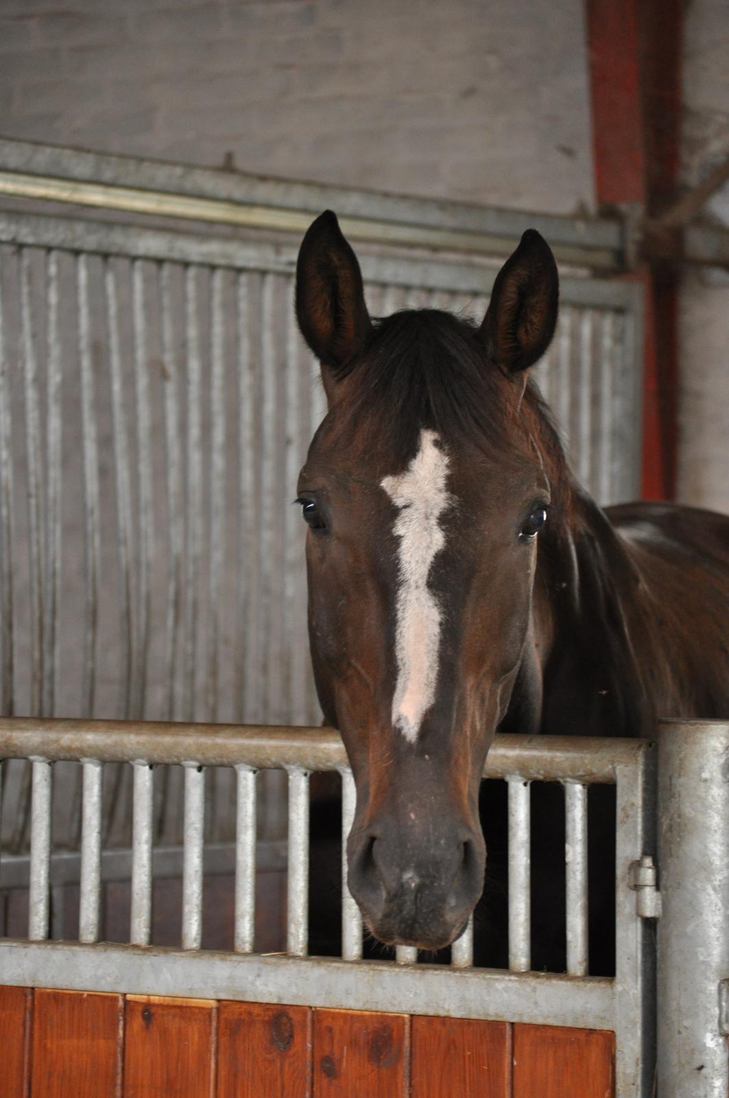 Westfaler Pokerface billede 6