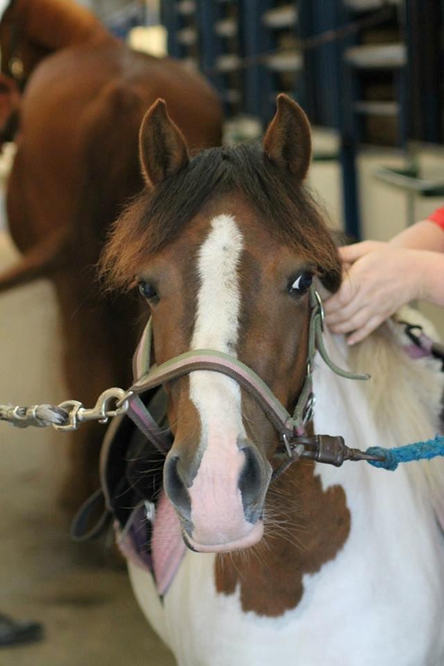 Anden særlig race Beauty - Baun photo billede 14