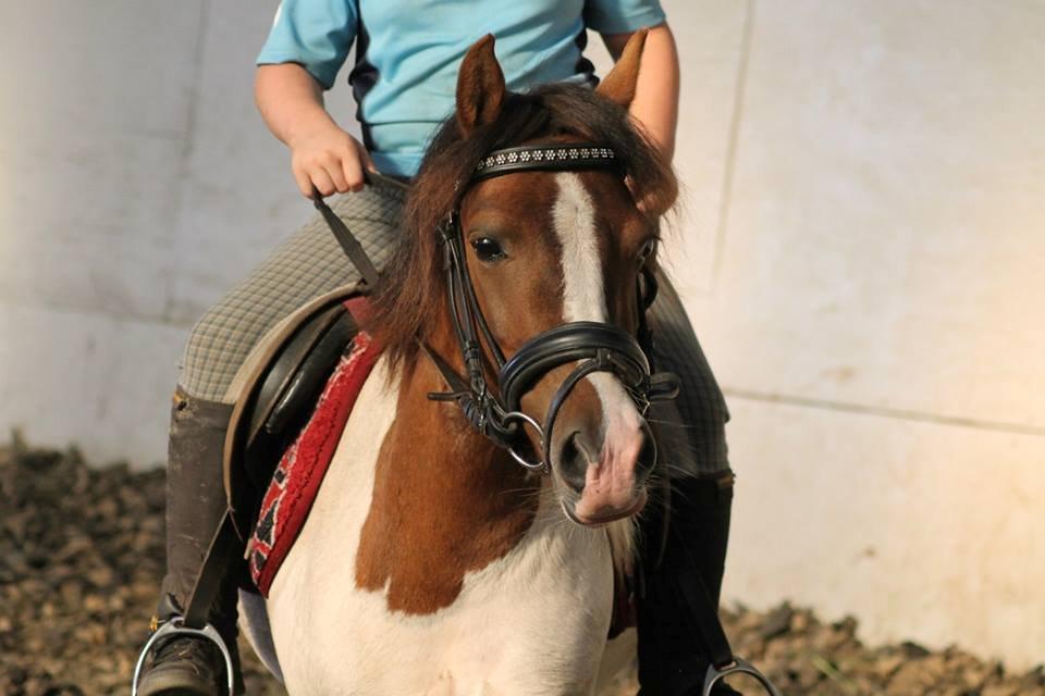 Anden særlig race Beauty - Baun photo billede 16