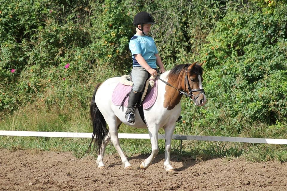 Anden særlig race Beauty - Baun photo billede 17