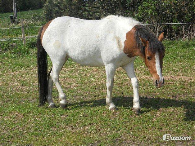 Anden særlig race Beauty billede 11