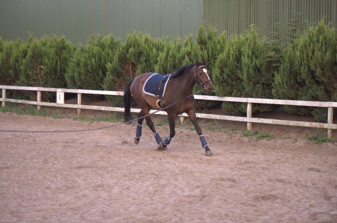 Dansk Varmblod Legendo billede 16