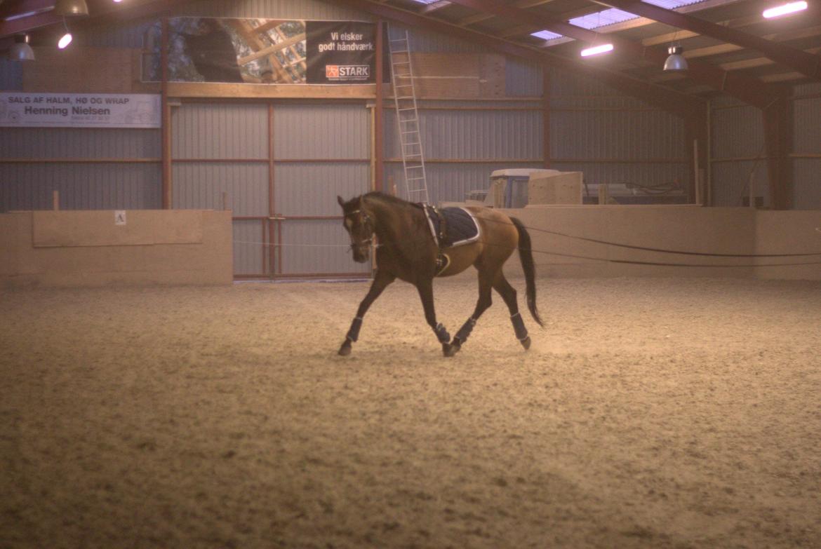 Dansk Varmblod Legendo billede 17