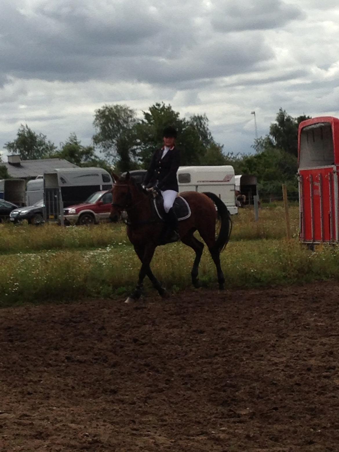 Dansk Varmblod Qvinni billede 17