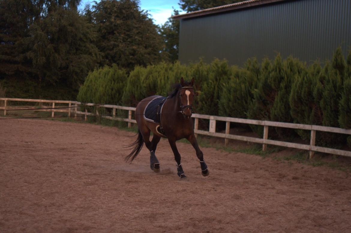 Dansk Varmblod Legendo billede 18