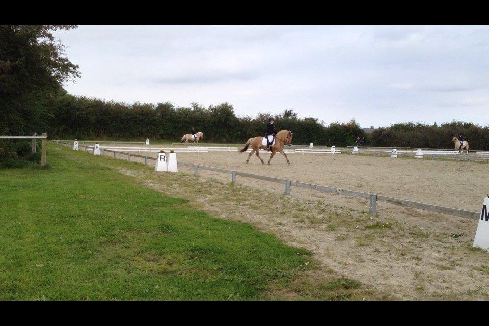 Fjordhest Hjerter Maximus R.I.P billede 18