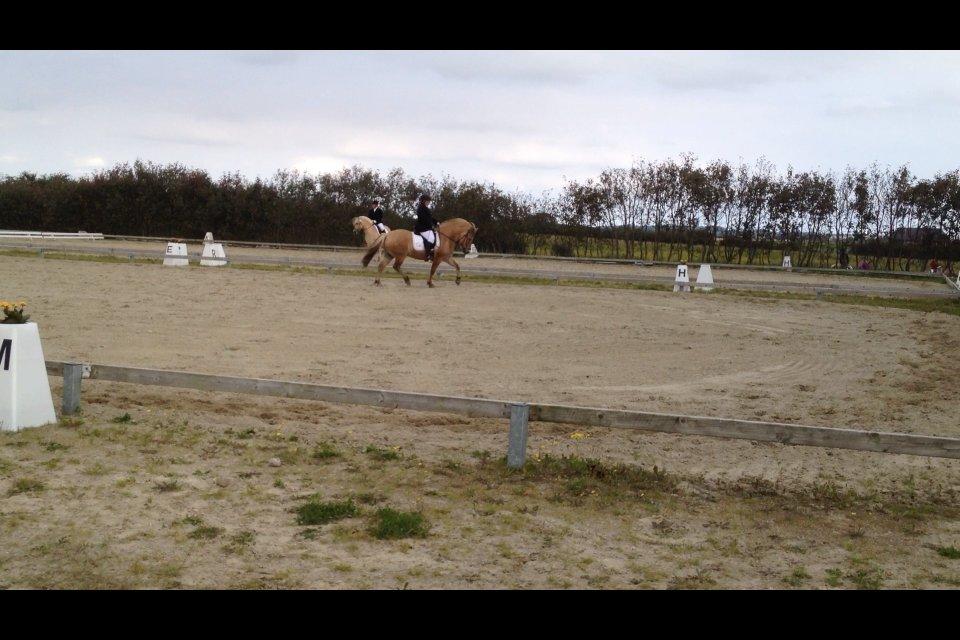 Fjordhest Hjerter Maximus R.I.P billede 19