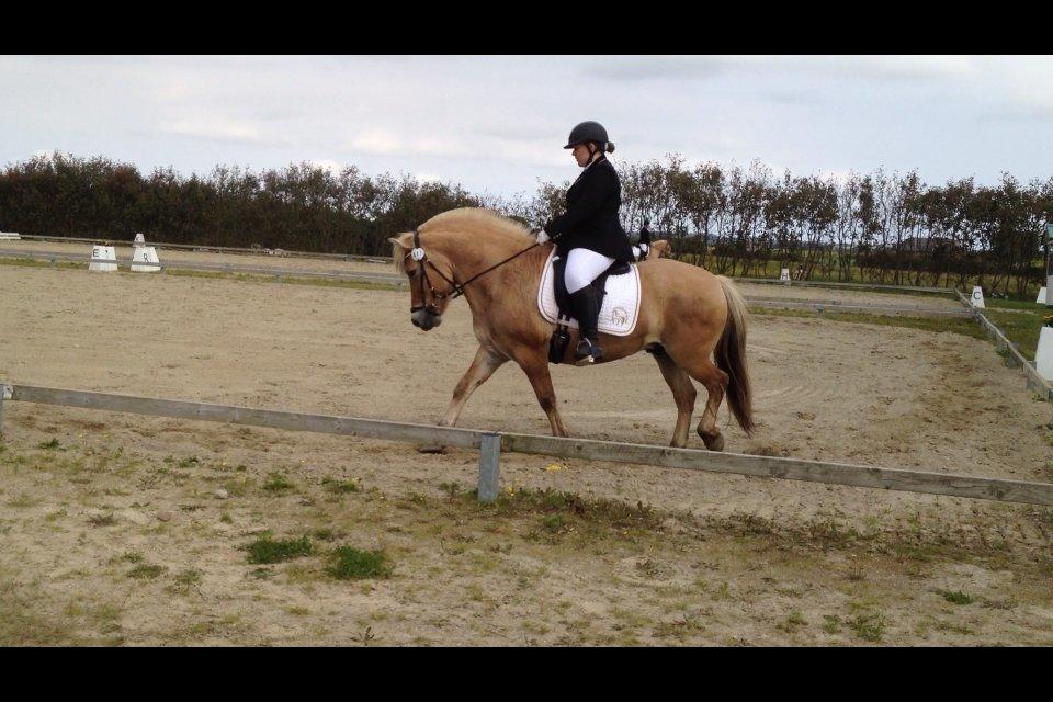 Fjordhest Hjerter Maximus R.I.P billede 20