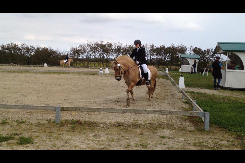 Fjordhest Hjerter Maximus R.I.P billede 21