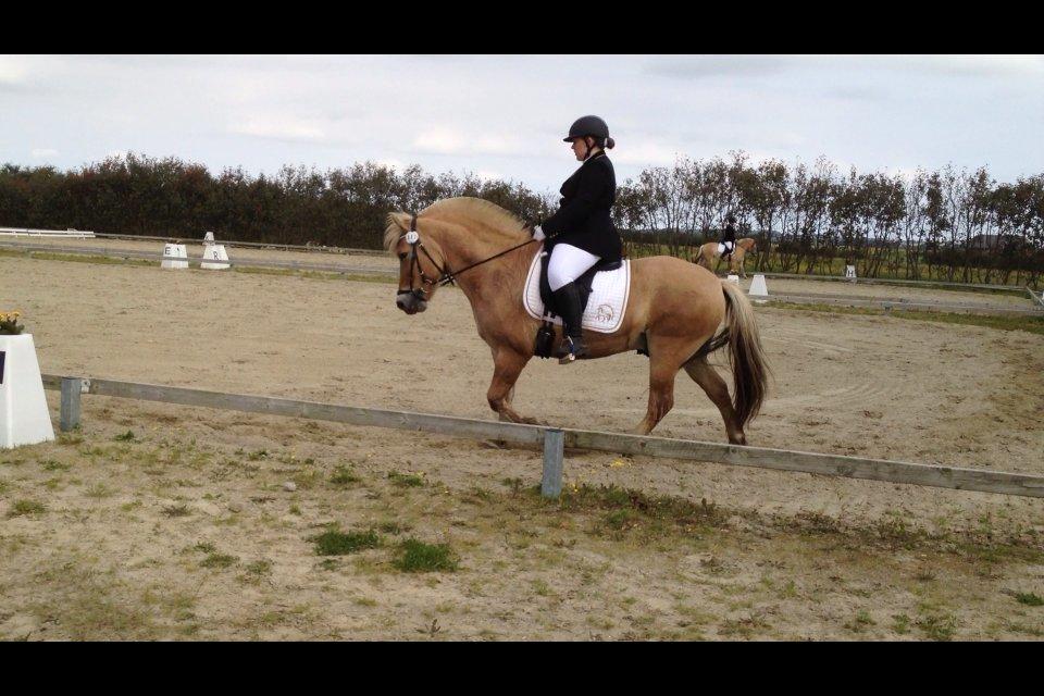 Fjordhest Hjerter Maximus R.I.P billede 22