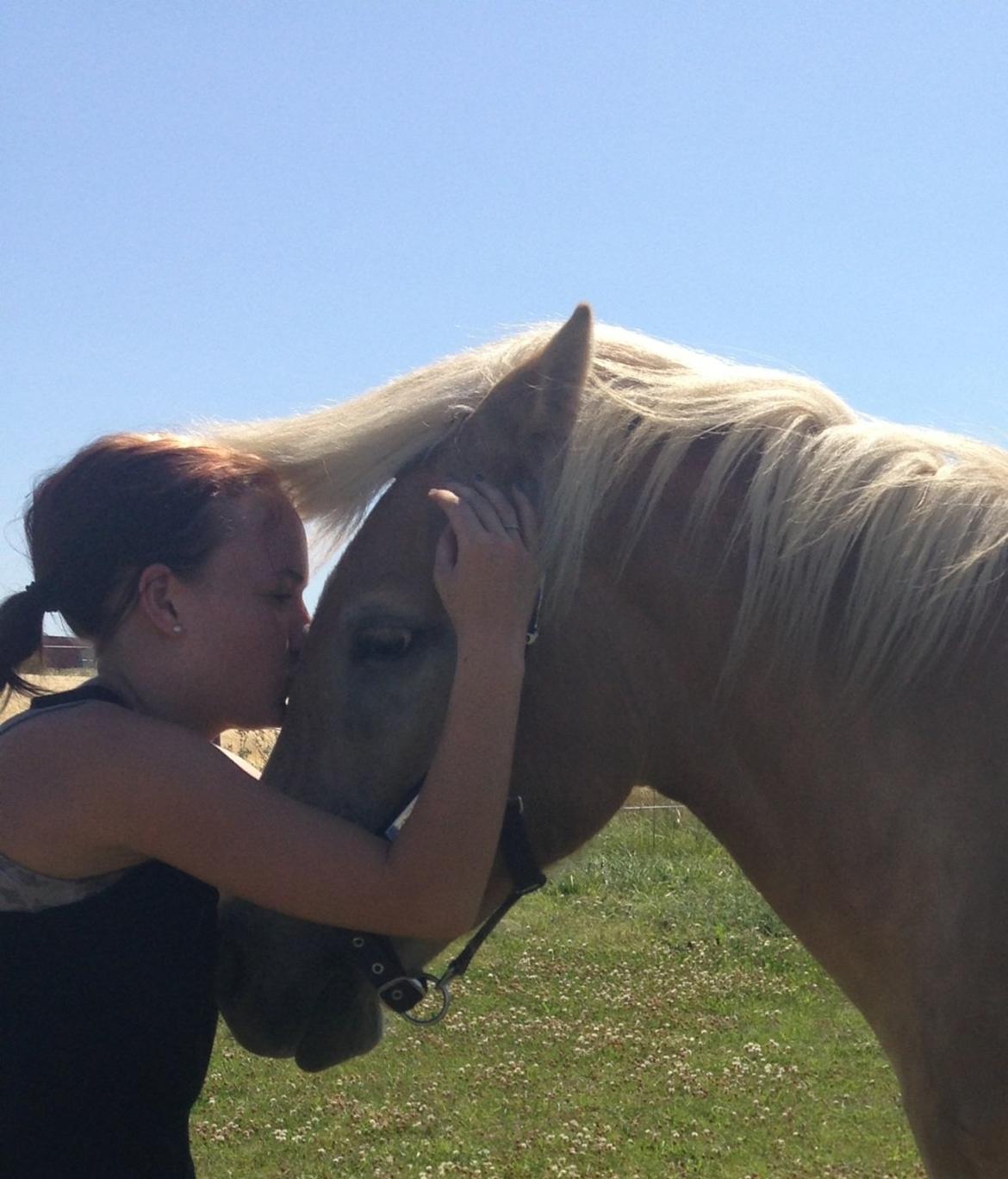 Haflinger KBK 10 Hera billede 4