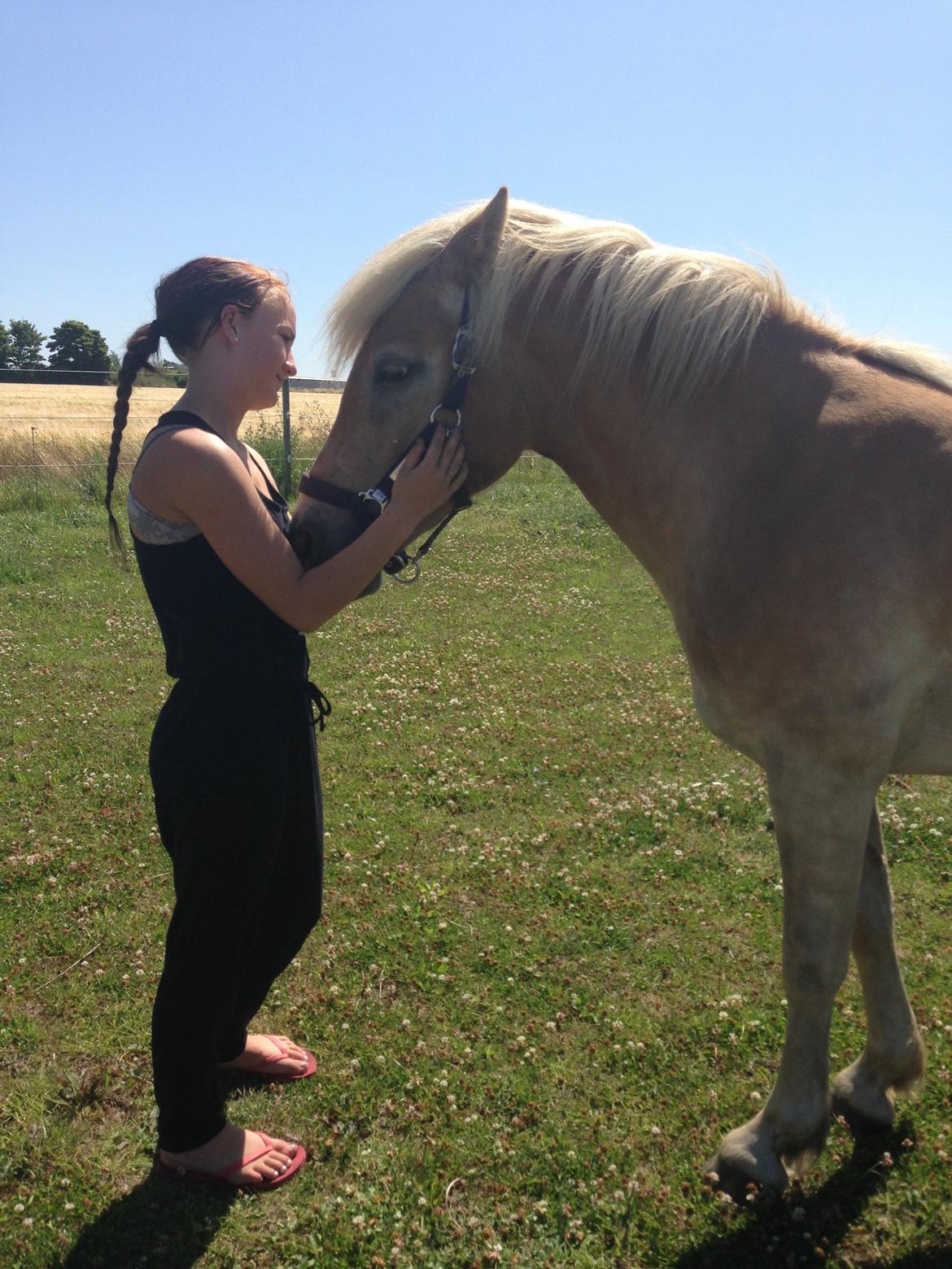 Haflinger KBK 10 Hera billede 10