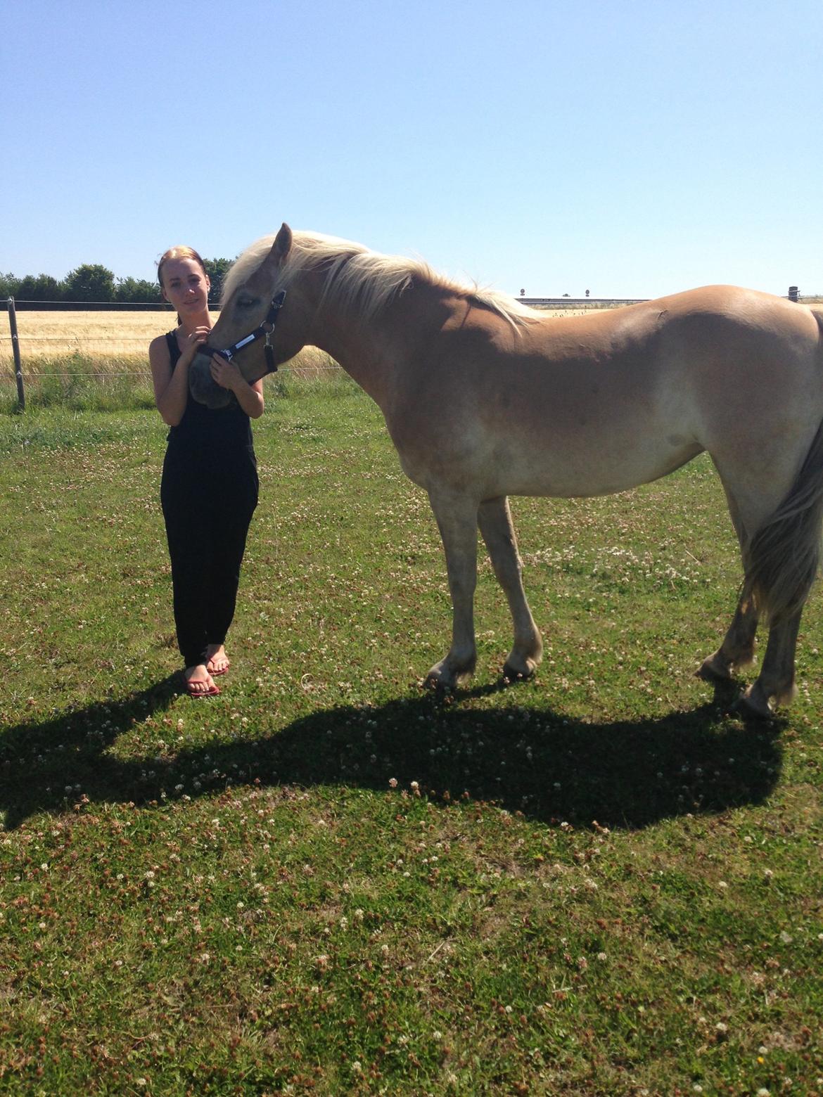 Haflinger KBK 10 Hera billede 7