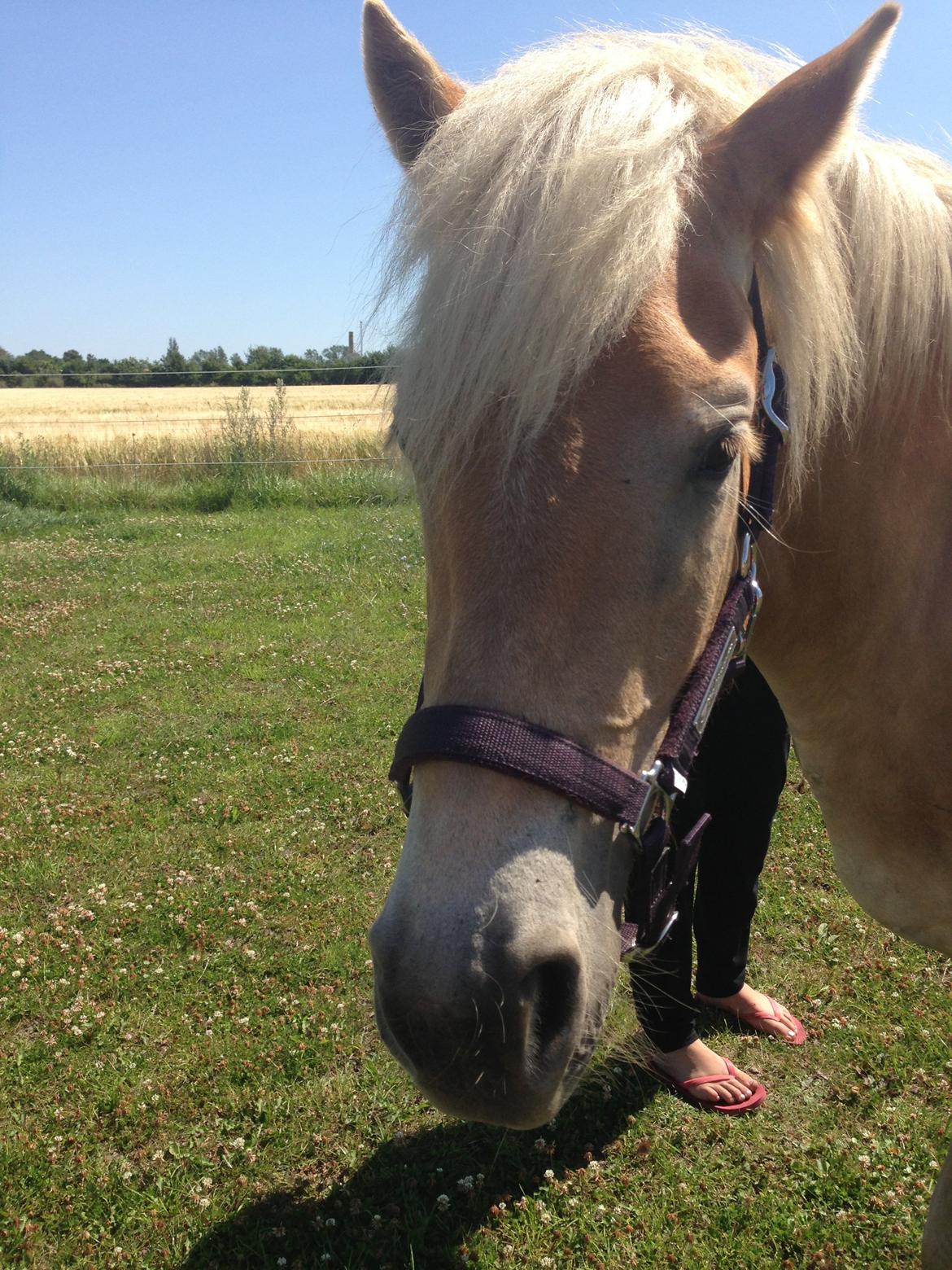 Haflinger KBK 10 Hera billede 6
