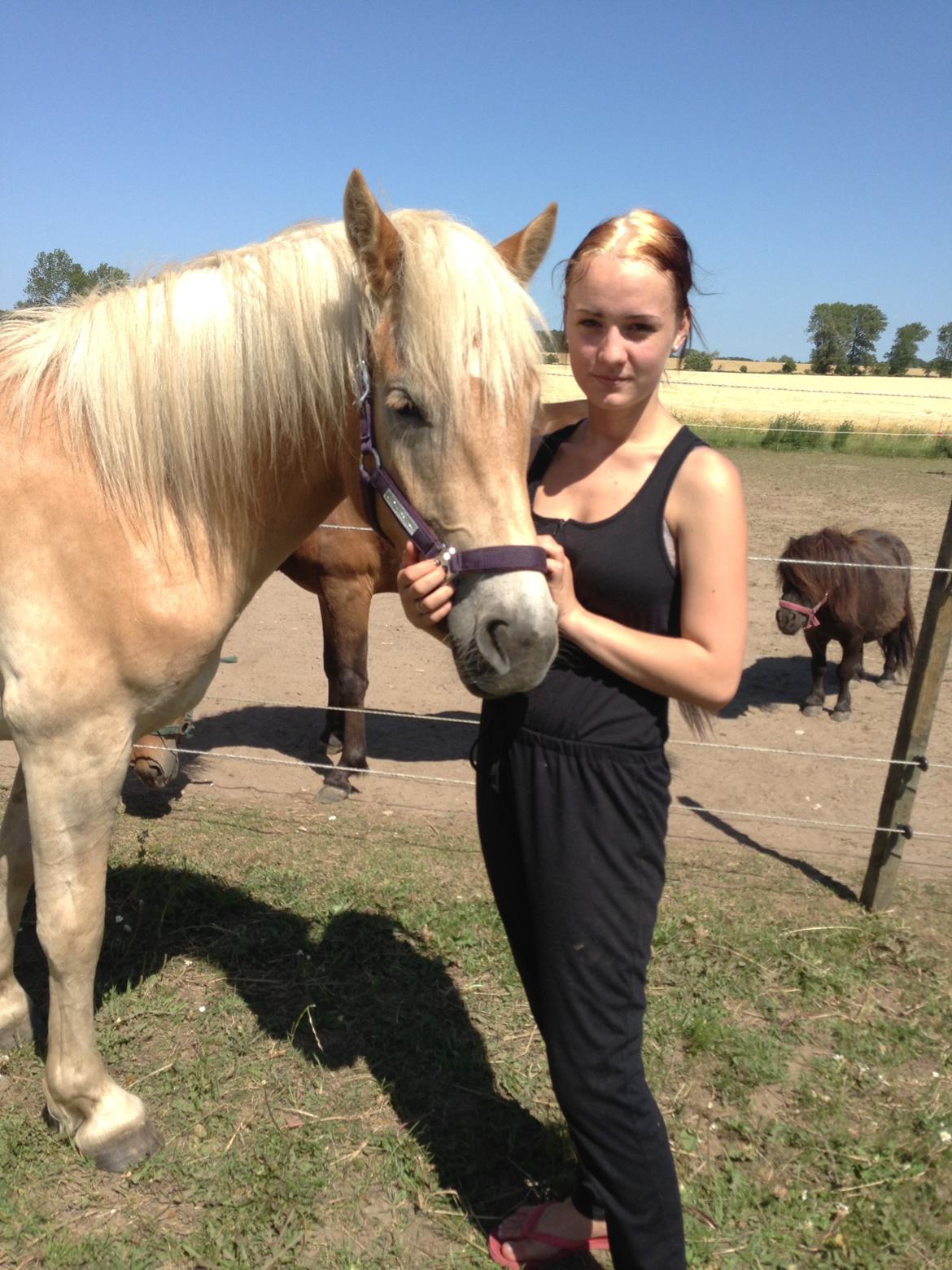 Haflinger KBK 10 Hera billede 5