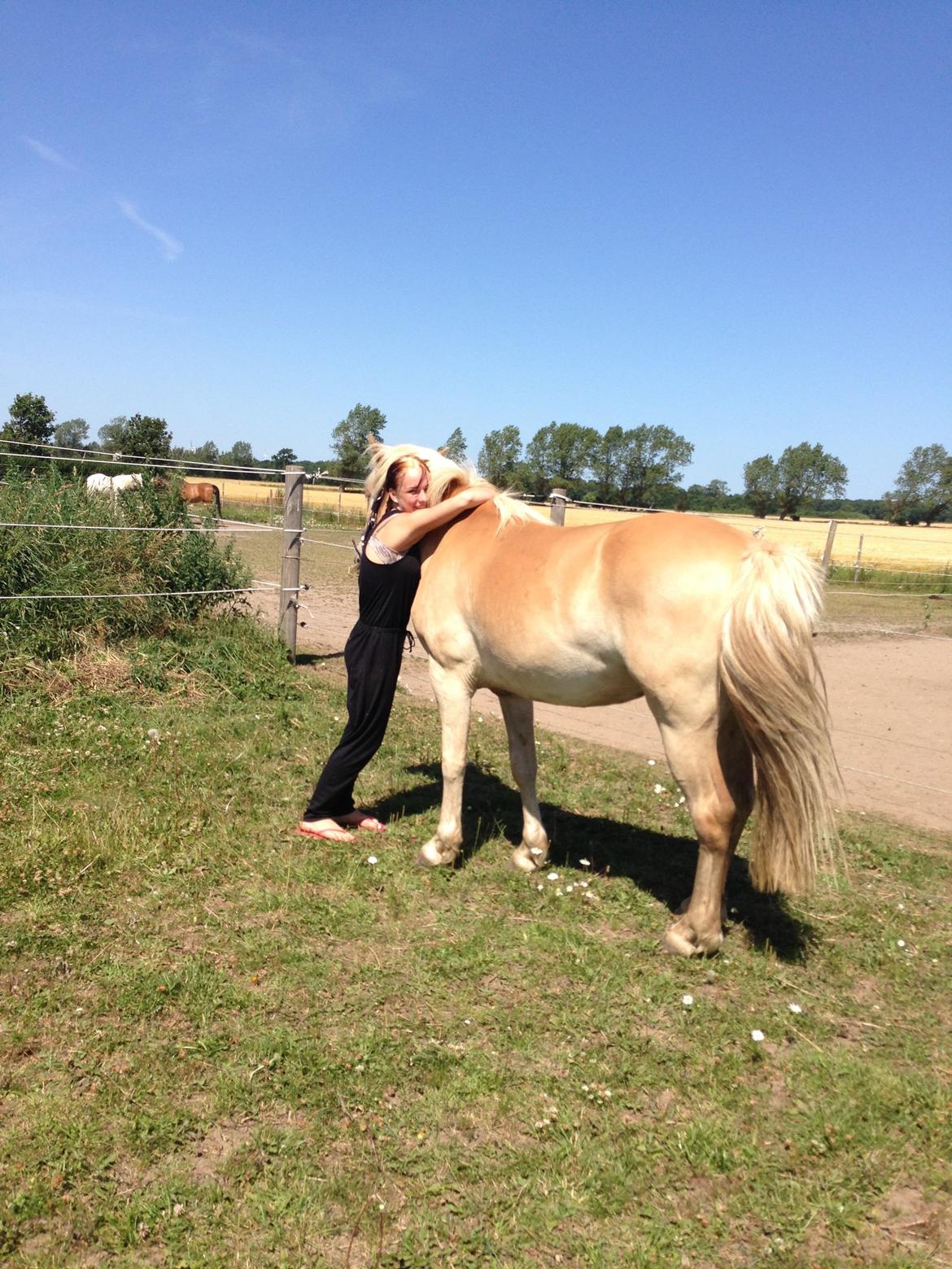Haflinger KBK 10 Hera billede 9