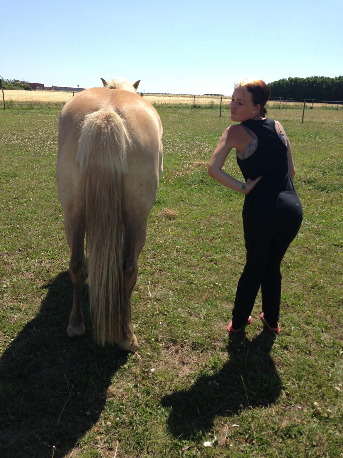 Haflinger KBK 10 Hera billede 8