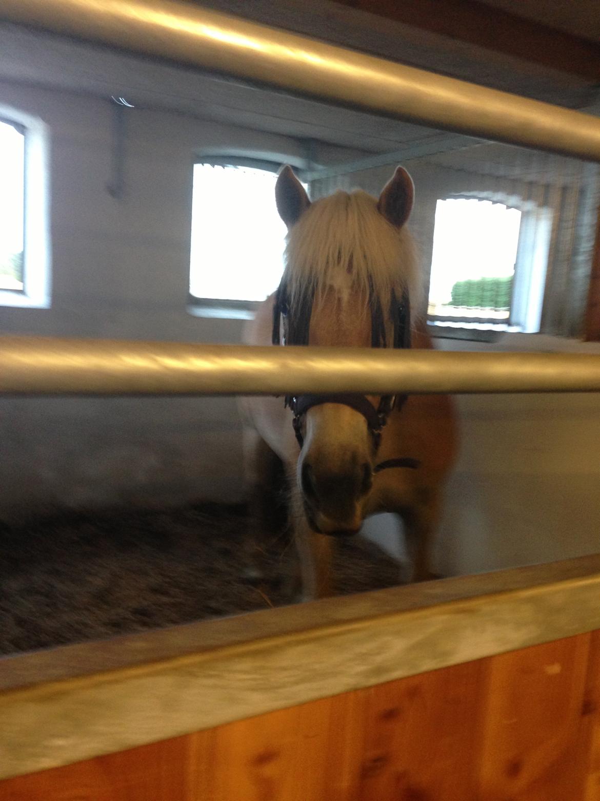Haflinger KBK 10 Hera billede 11