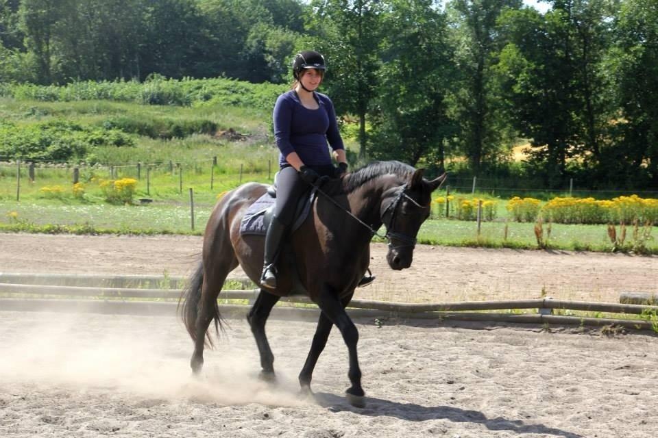 Anden særlig race Black Choise - Foto : Berit krintel billede 1