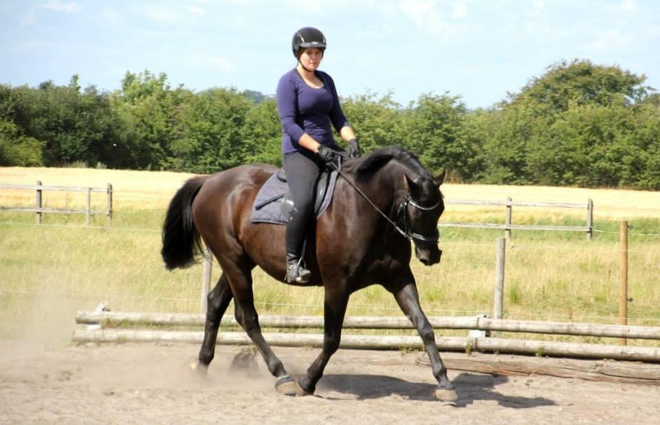 Anden særlig race Black Choise - Foto : Berit krintel
 billede 2
