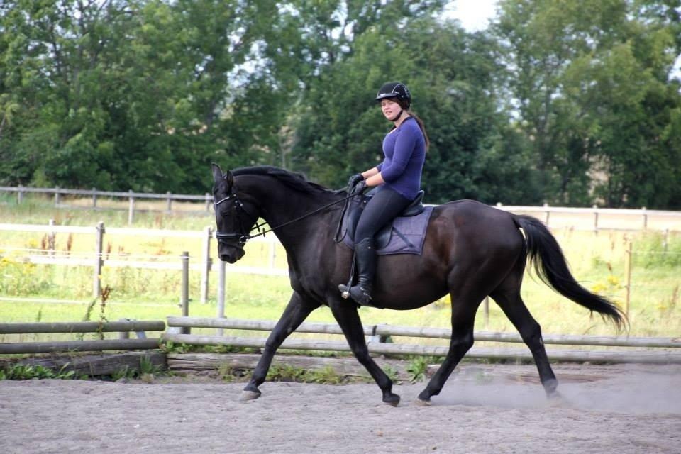 Anden særlig race Black Choise - Foto : Berit krintel billede 3