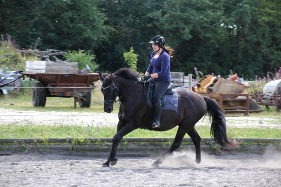 Anden særlig race Black Choise - Foto : Berit krintel billede 5