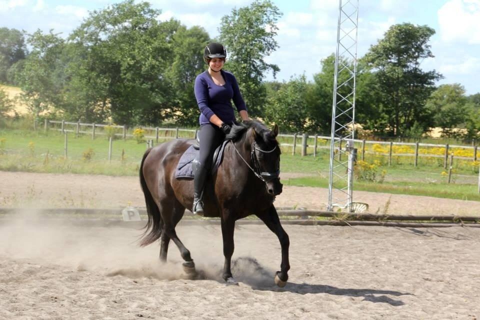 Anden særlig race Black Choise - Foto : Berit krintel billede 6