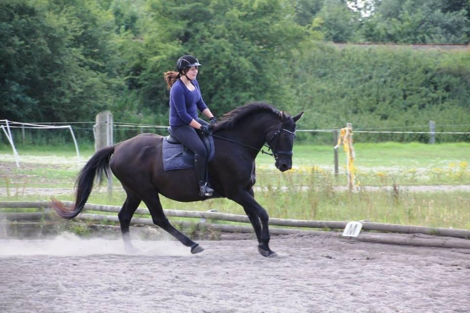 Anden særlig race Black Choise - Foto : Berit krintel billede 7