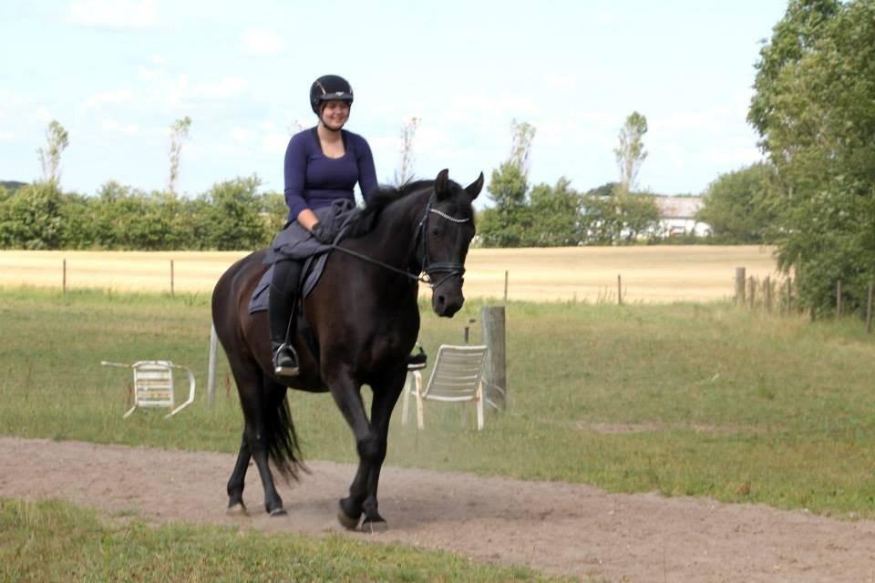 Anden særlig race Black Choise - Foto : Berit krintel billede 9