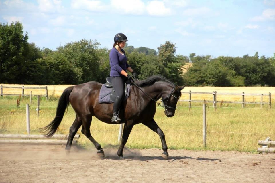 Anden særlig race Black Choise - Foto : Berit krintel billede 10