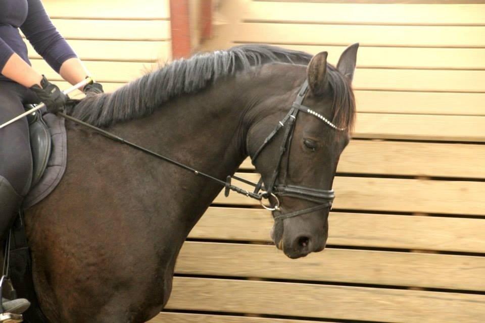 Anden særlig race Black Choise - Foto : Berit krintel billede 12