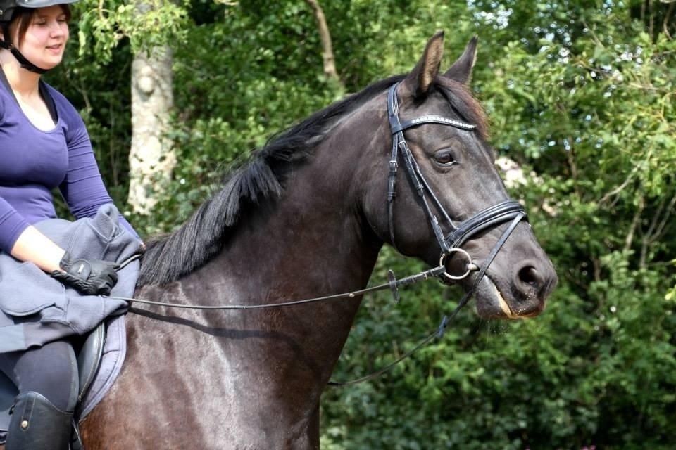 Anden særlig race Black Choise - Foto : Berit krintel billede 13