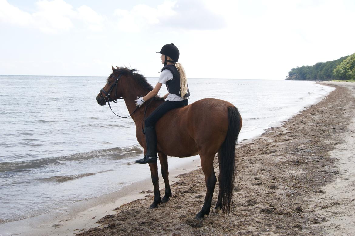 Anden særlig race Clarikken - Clarikken på stranden :)
Uhhh... Det var koldt!! billede 12