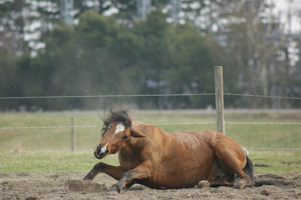 Anden særlig race Clarikken - Skøøøøøre pony dyr! xD billede 19