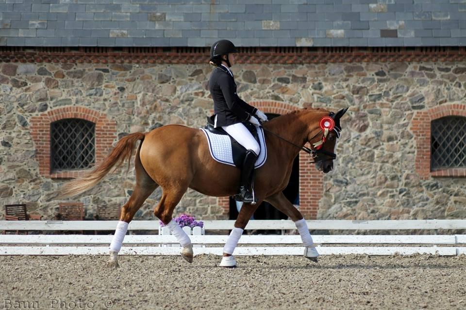 Tysk Sportspony Proud Don Caruso A-PONY - Nr. 11 til DM 2013 billede 20