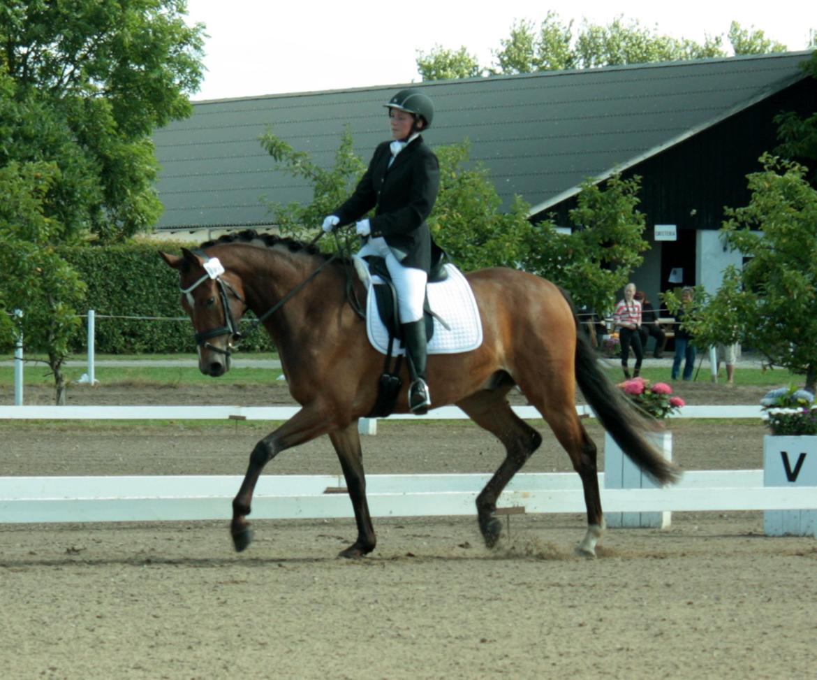 Dansk Varmblod Stenhedegårds Dorién - 4 års Championat 2013 billede 34