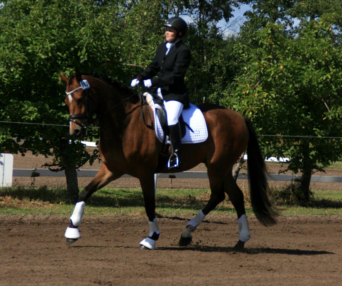 Dansk Varmblod Stenhedegårds Dorién - 4 års Championat 2013 billede 23