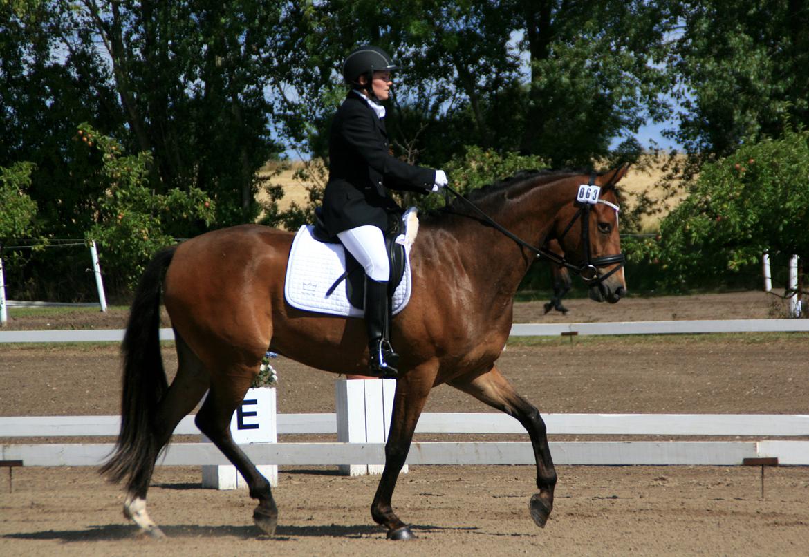 Dansk Varmblod Stenhedegårds Dorién - 4 års Championat 2013 billede 27
