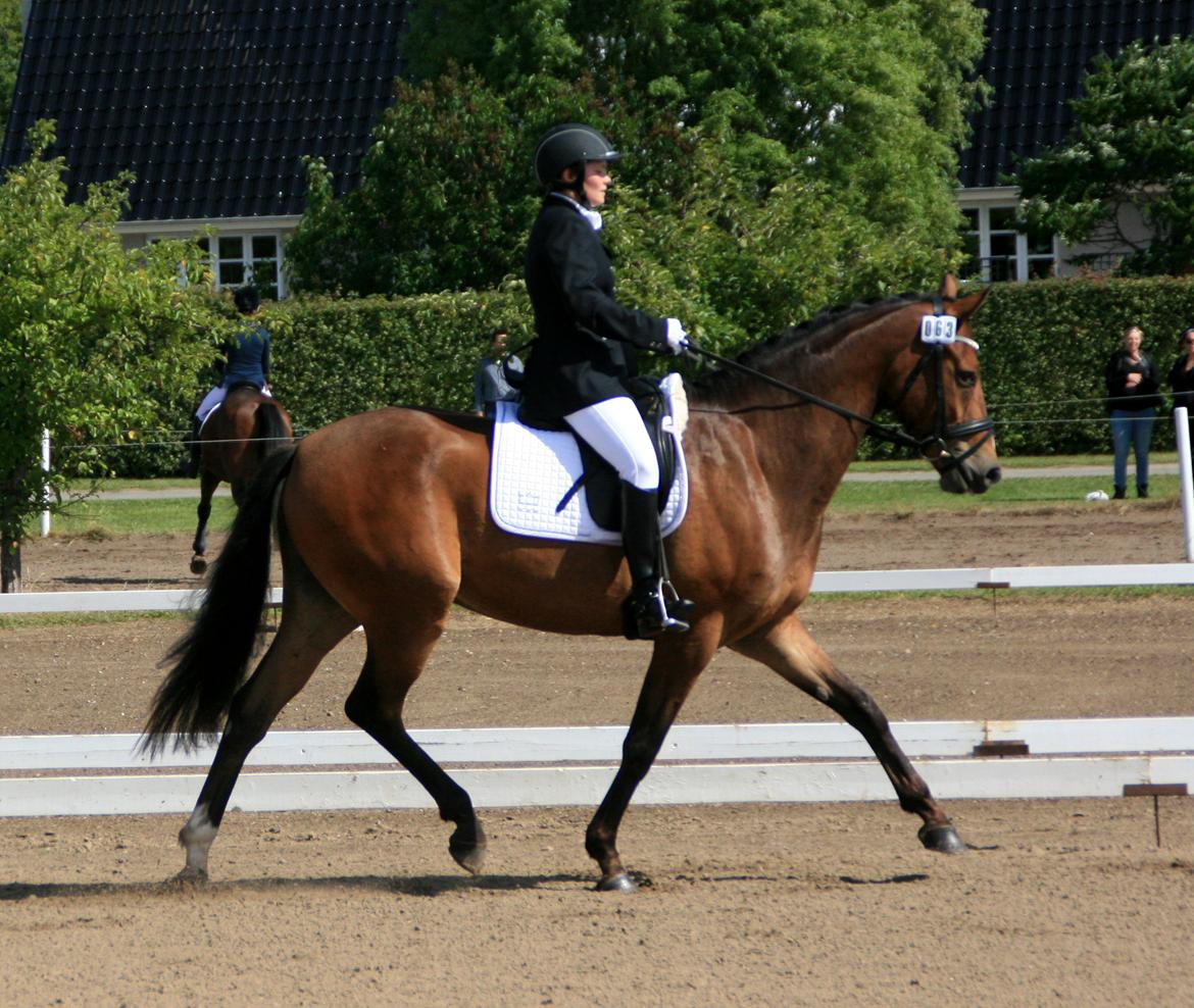 Dansk Varmblod Stenhedegårds Dorién - 4 års Championat 2013 billede 5