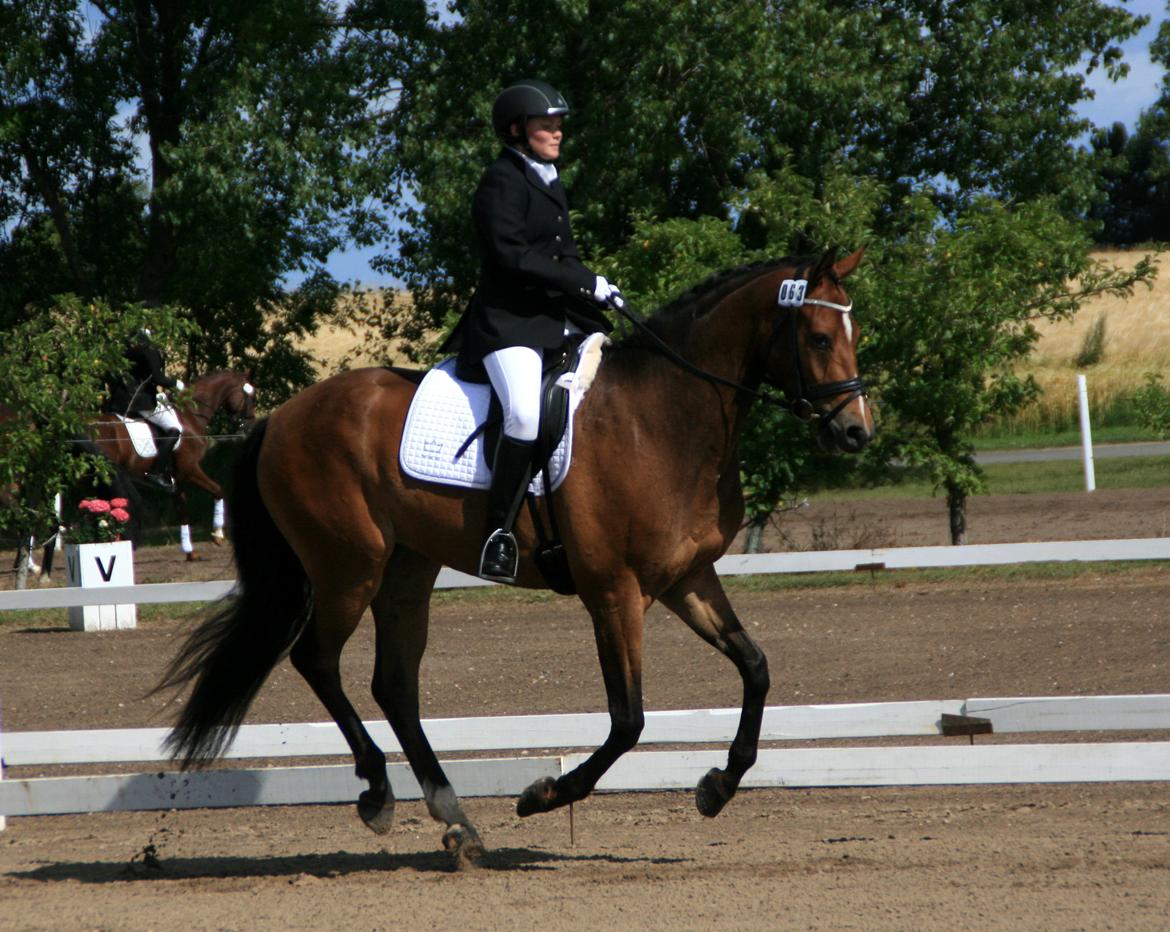 Dansk Varmblod Stenhedegårds Dorién - 4 års Championat 2013 billede 3