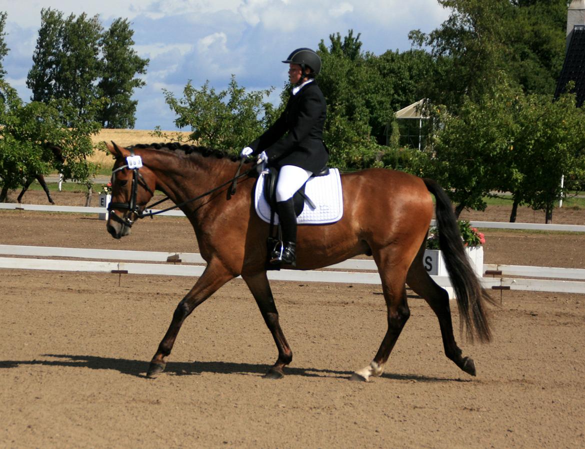 Dansk Varmblod Stenhedegårds Dorién - 4 års Championat 2013 billede 11